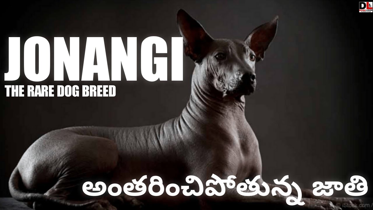 Jonangi the dog breed which is going to extinct |అంతరించిపోతున్న జాతి |Indian breed Dog