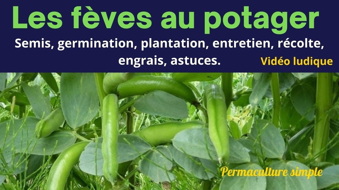 Les f&egrave;ves tout sur la culture facile au potager bio en permaculture