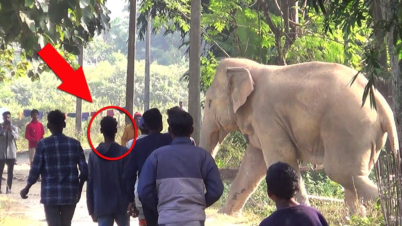 A massive Wild Elephant Enters Village Suddenly | Chaos in the Middle of the Village.