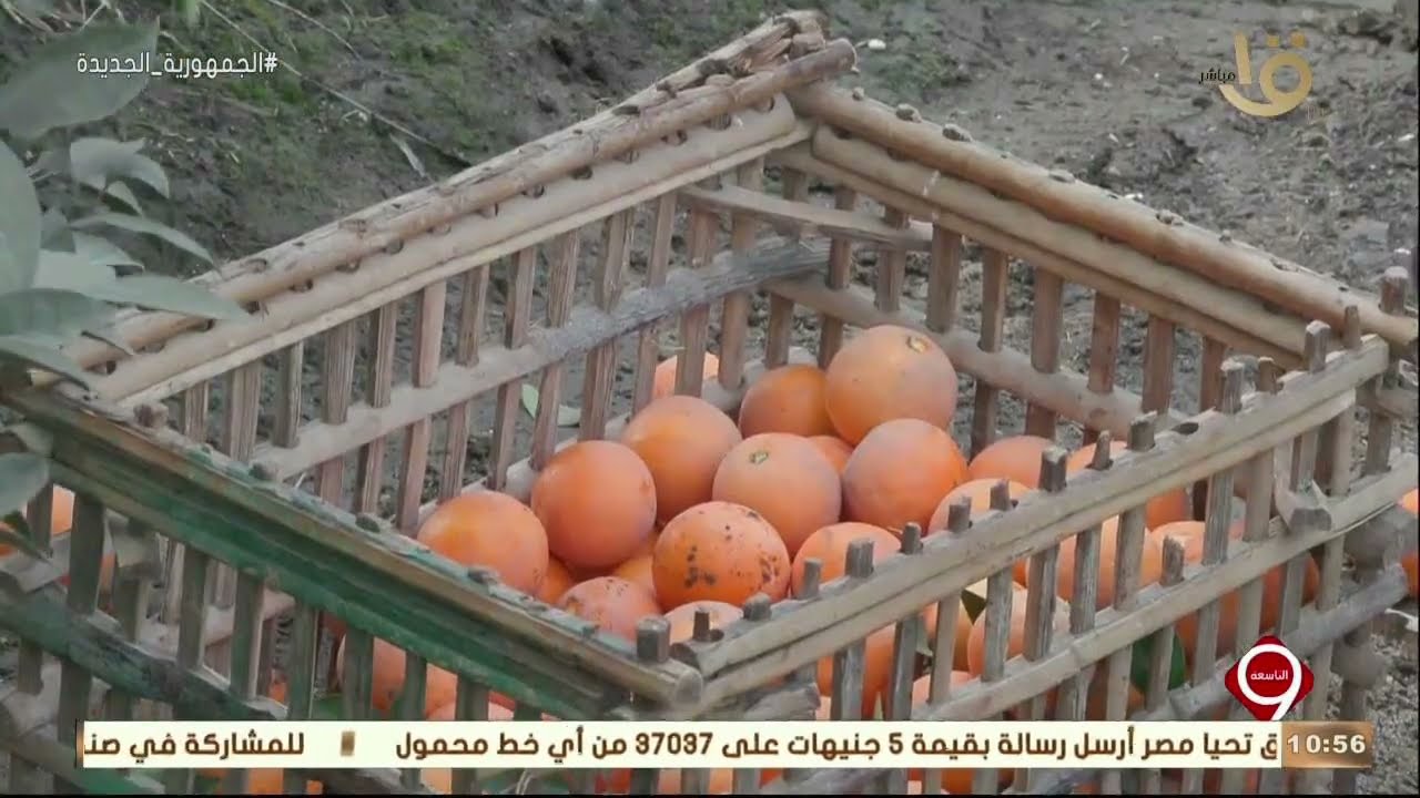التاسعة | قرية 