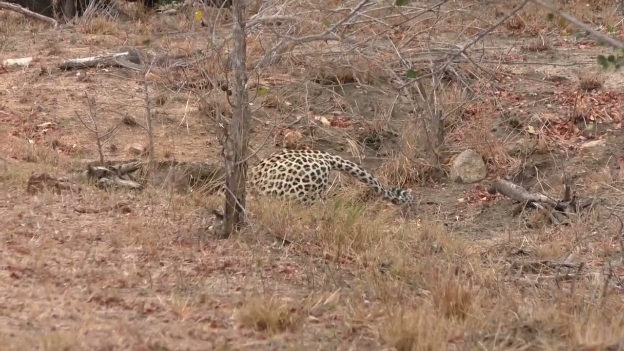 Leopard tries to extract a Warthog