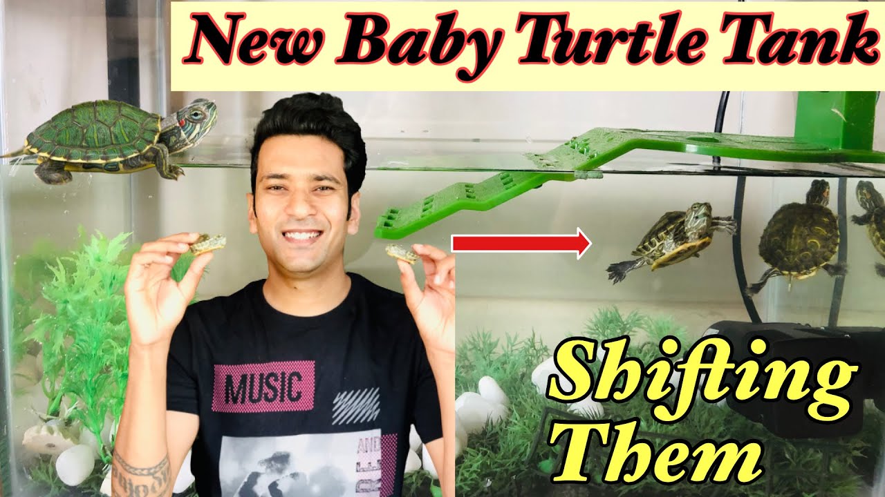 Baby Turtles Tank Set up | Red eared slider Aquarium Set up | Turtle Tank Basics | Red eared Slider