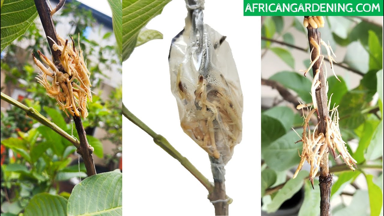 Воздушные отводки без субстрата, быстрое укоренение!! (Без почвы, без сфагнума, без опилок, без г...