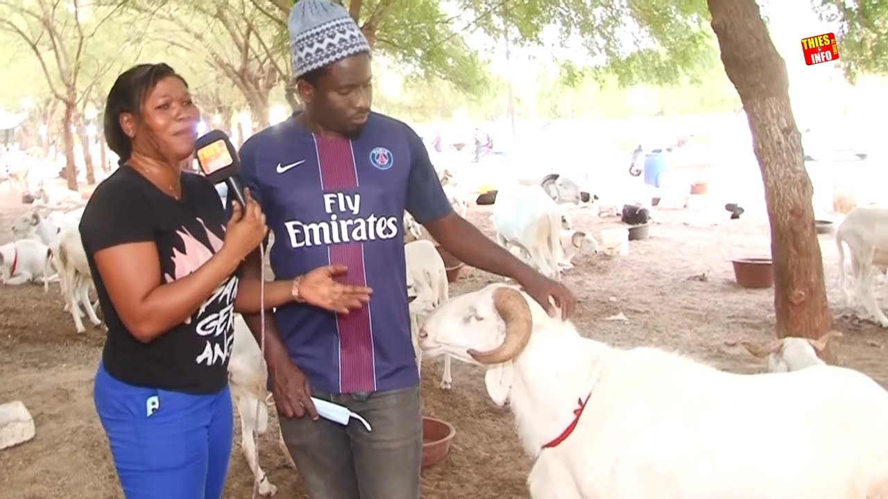 Visite de la Foirail de Hlm Route de Dakar à Thiès, le Prix des Moutons