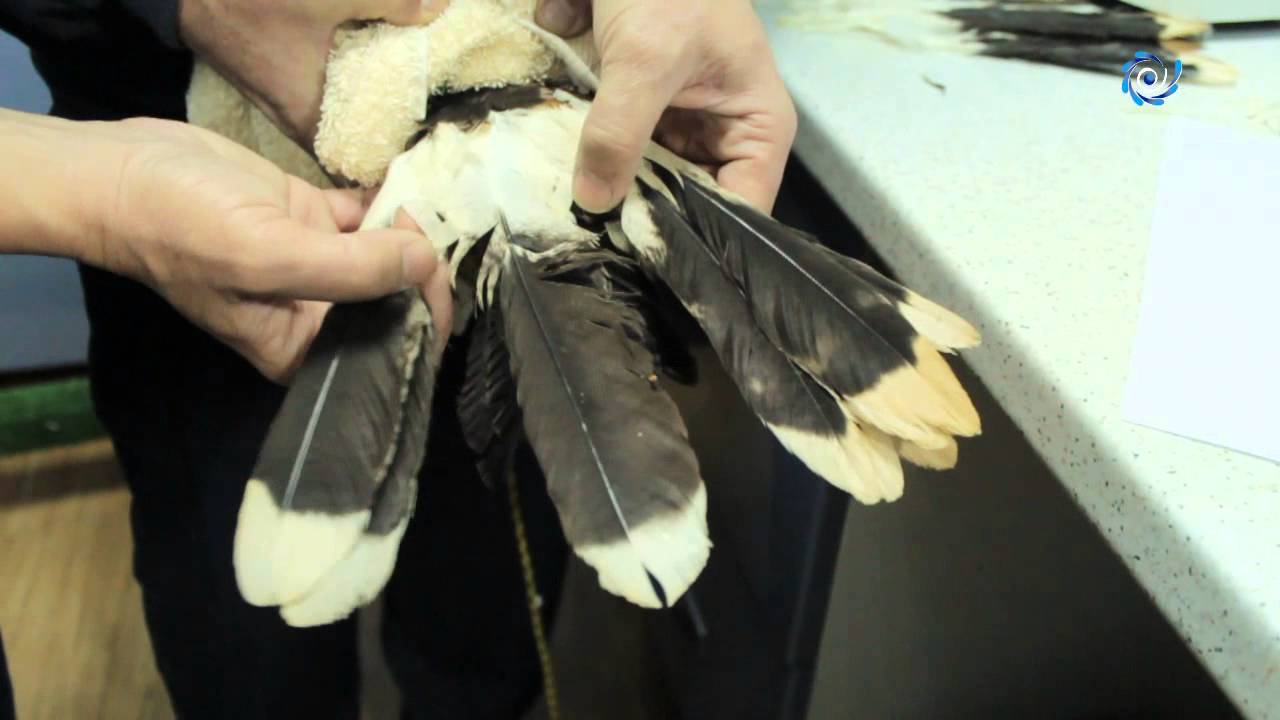AbeLessons - Injerto plumas a Águila de Abenight