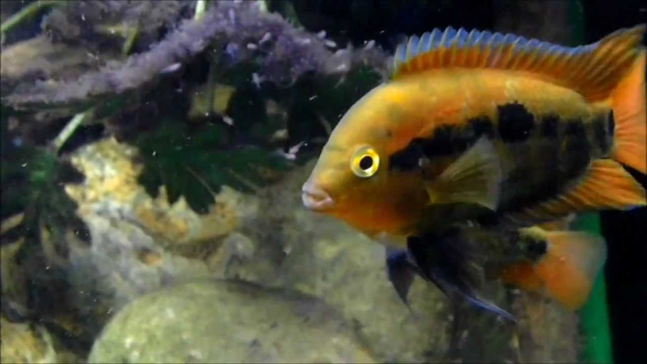 Puesta Cíclidos Arcoiris (Archocentrus multispinosus) - Rainbow cichlid spawn