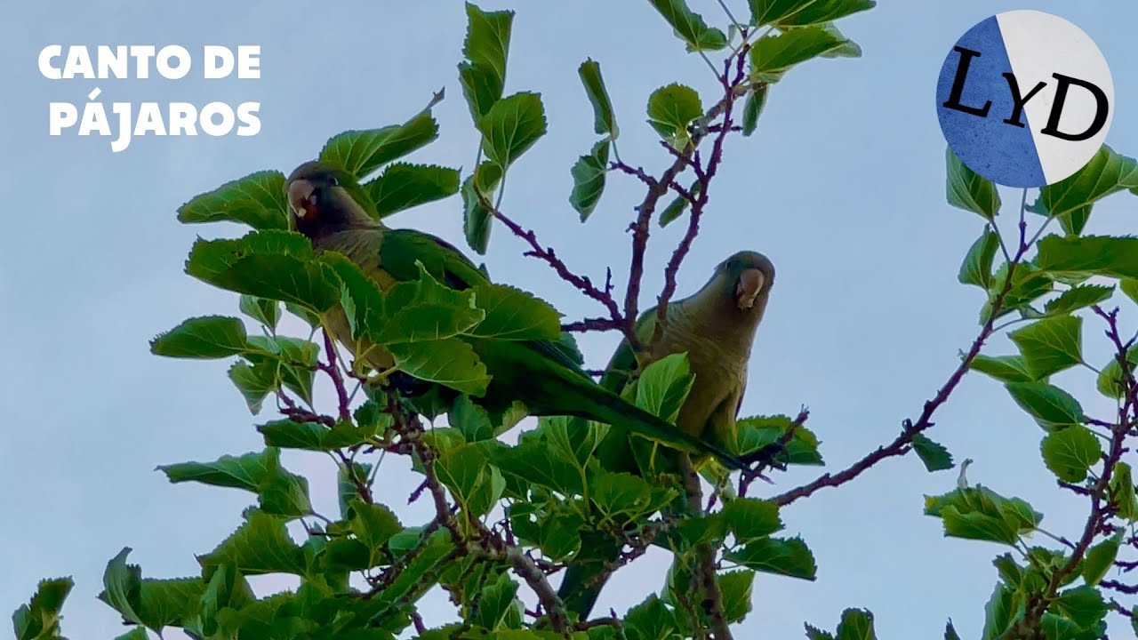 Sonidos de Canto de P&aacute;jaros🐤Canto de Aves 🦜Sonidos de la Naturaleza y el Bosque 🌱Relax&Meditaci&oacute;n