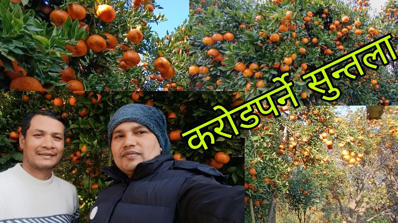 करोडको सुन्तला बारी# हेर्न नछुटाउनु होला ।