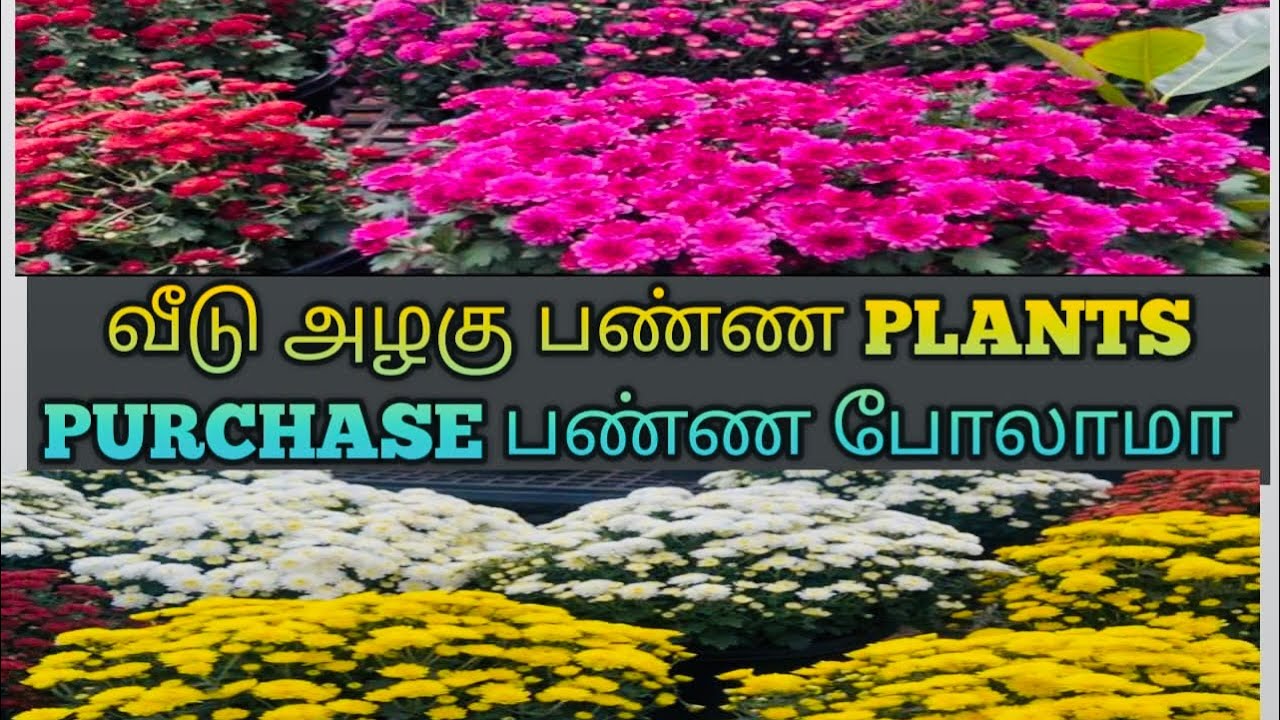 வீடு அழகா இருக்கணுமுன்னா  அழகிய செடிகள் இருக்கணும்  ⁉️ PLANT PURCHASING ⁉️🌴🌴🌹