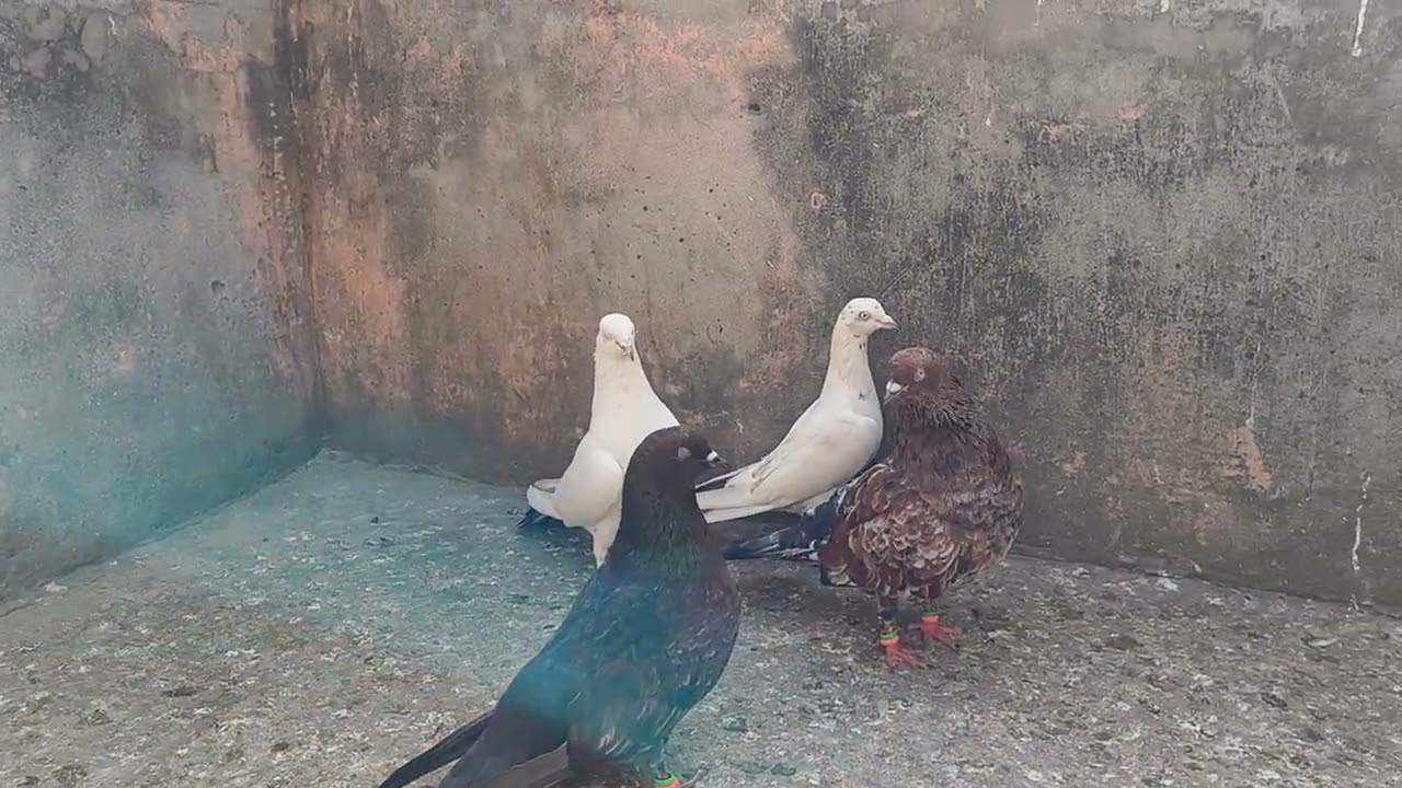 PURE LALSEERE CHAPDAAR/KALDUMA/KASNE/CHAPDAAR HIGH FLYER BREEDING PAIR FOR SALE 23/2/2026