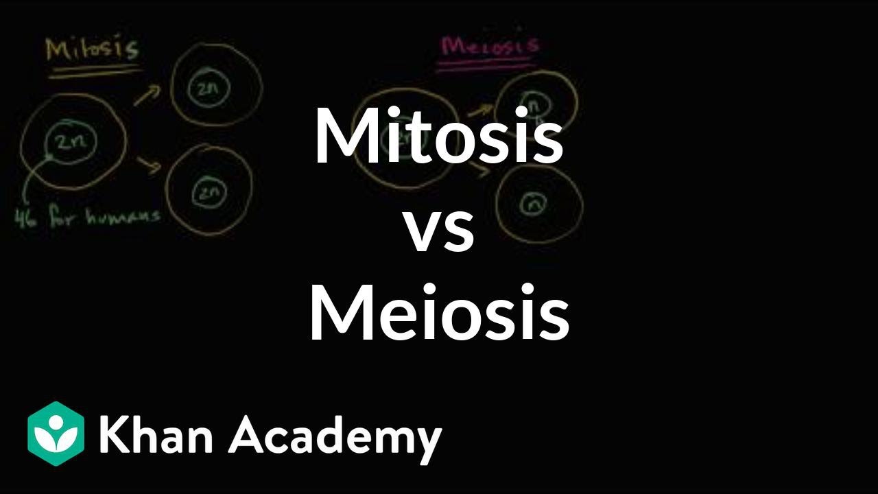 Сравнение митоза и мейоза | Клетки | MCAT | Академия Хана