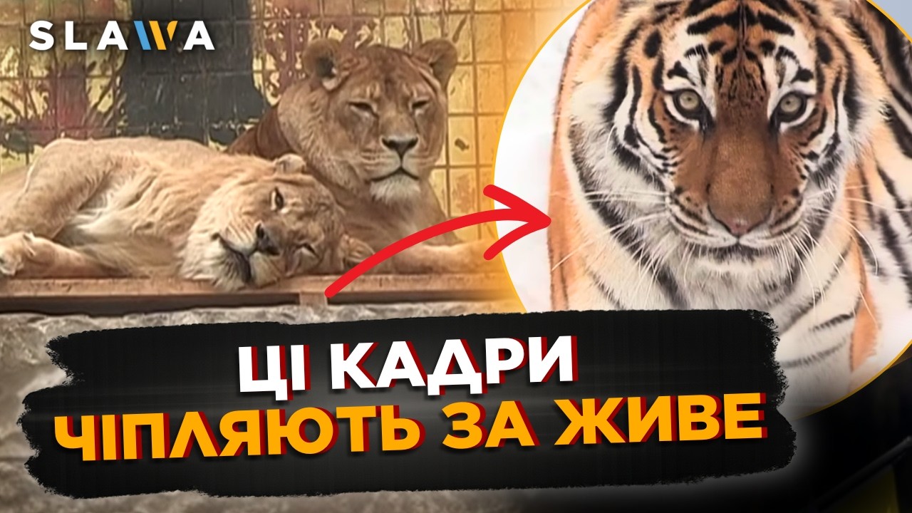 Українці НІ ЗА ЩО їх не покинуть. ГЛЯНЬТЕ лише, як РЯТУЮТЬ тварин від морозів у Київському зоопарку