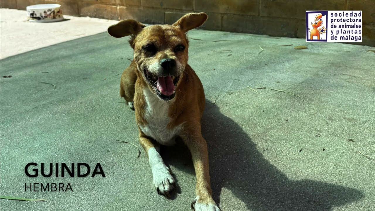 GUINDA (sin sonido) - Sociedad Protectora de Animales y Plantas de Málaga