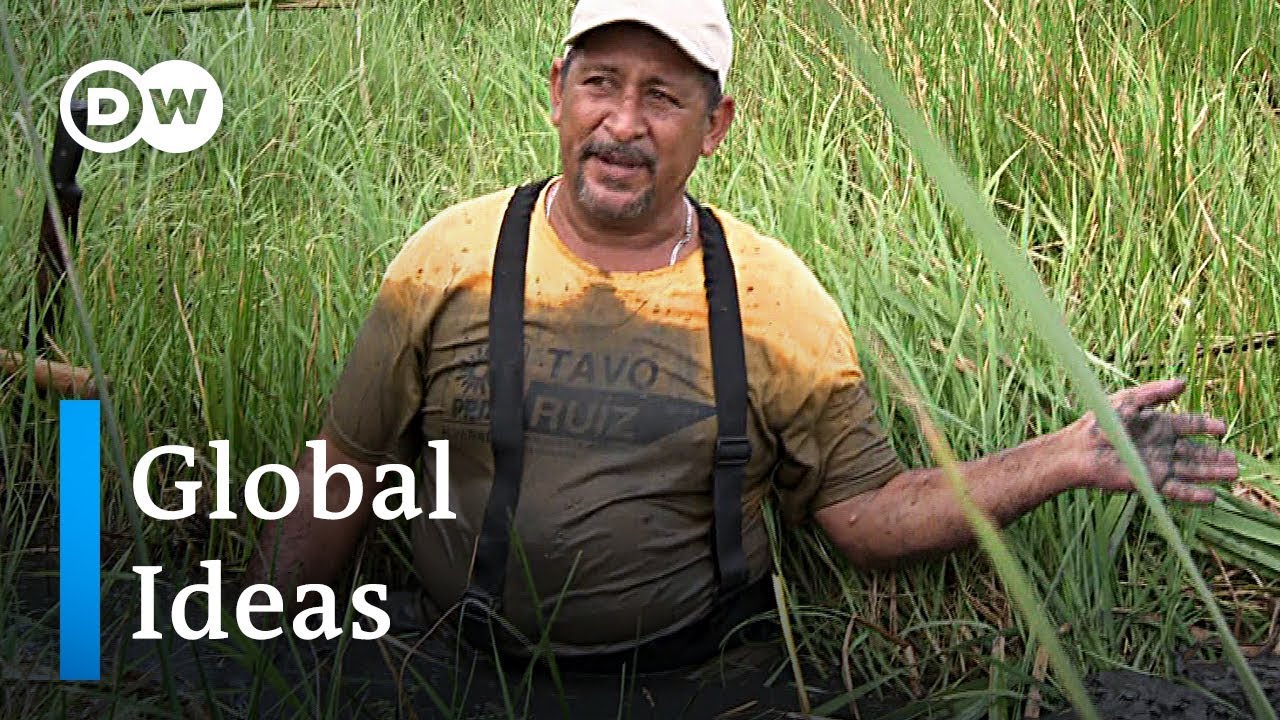 Mexiko: Küstenschutz mit aztekischer Tradition | Global Ideas