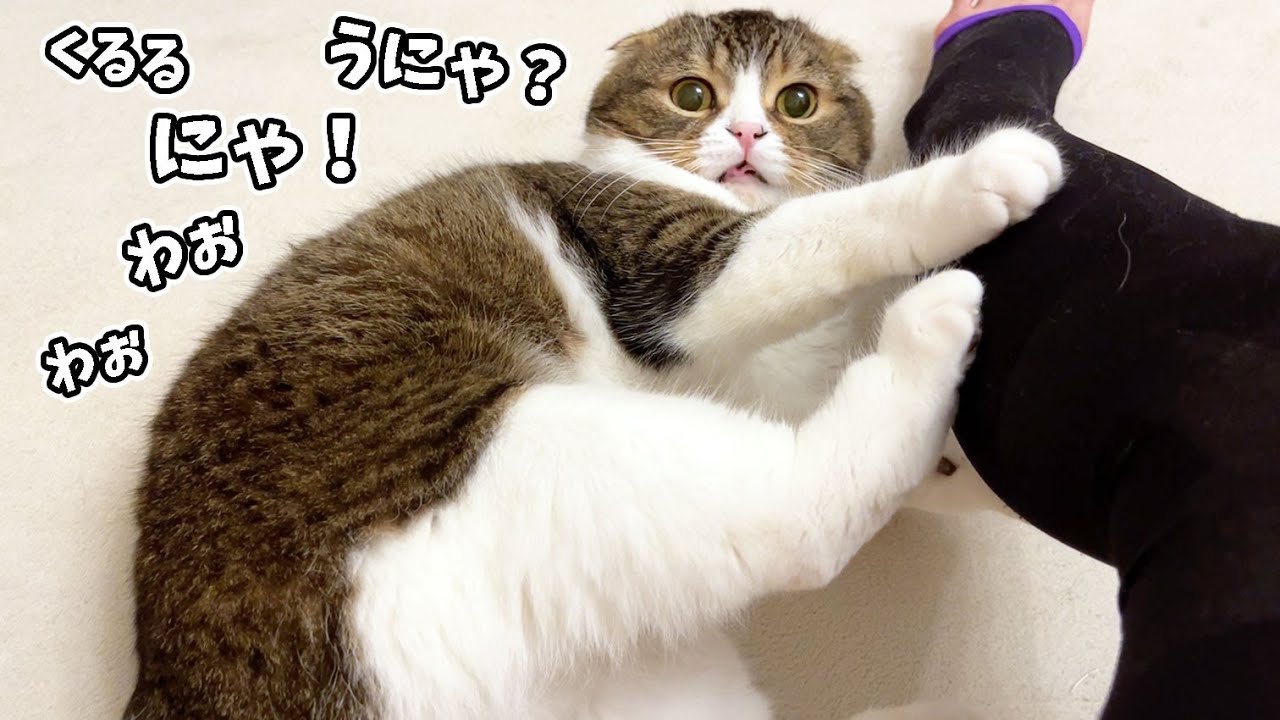 楽しすぎておしゃべりが止まらない猫が可愛い！