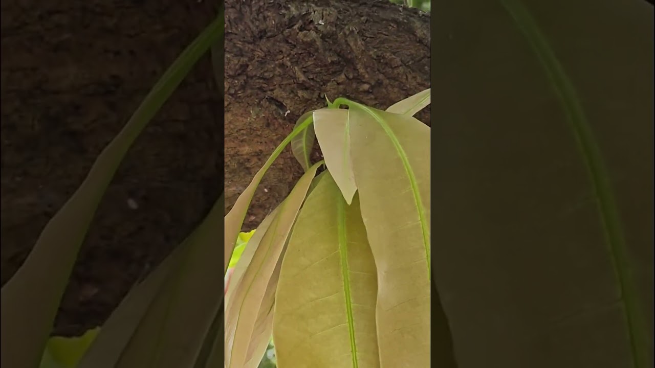 mango dieback treatment tips
