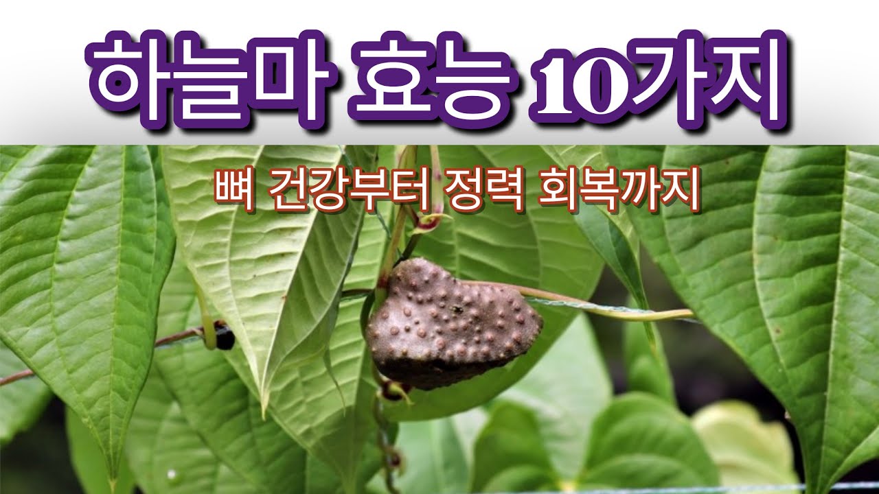 하늘마 효능 10가지 뼈 건강부터 정력 회복까지