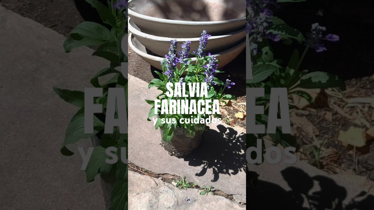 C&Oacute;MO CUIDAR TU SALVIA FARINACEA #plantas #cuidado #jardin #flores #diy #flores