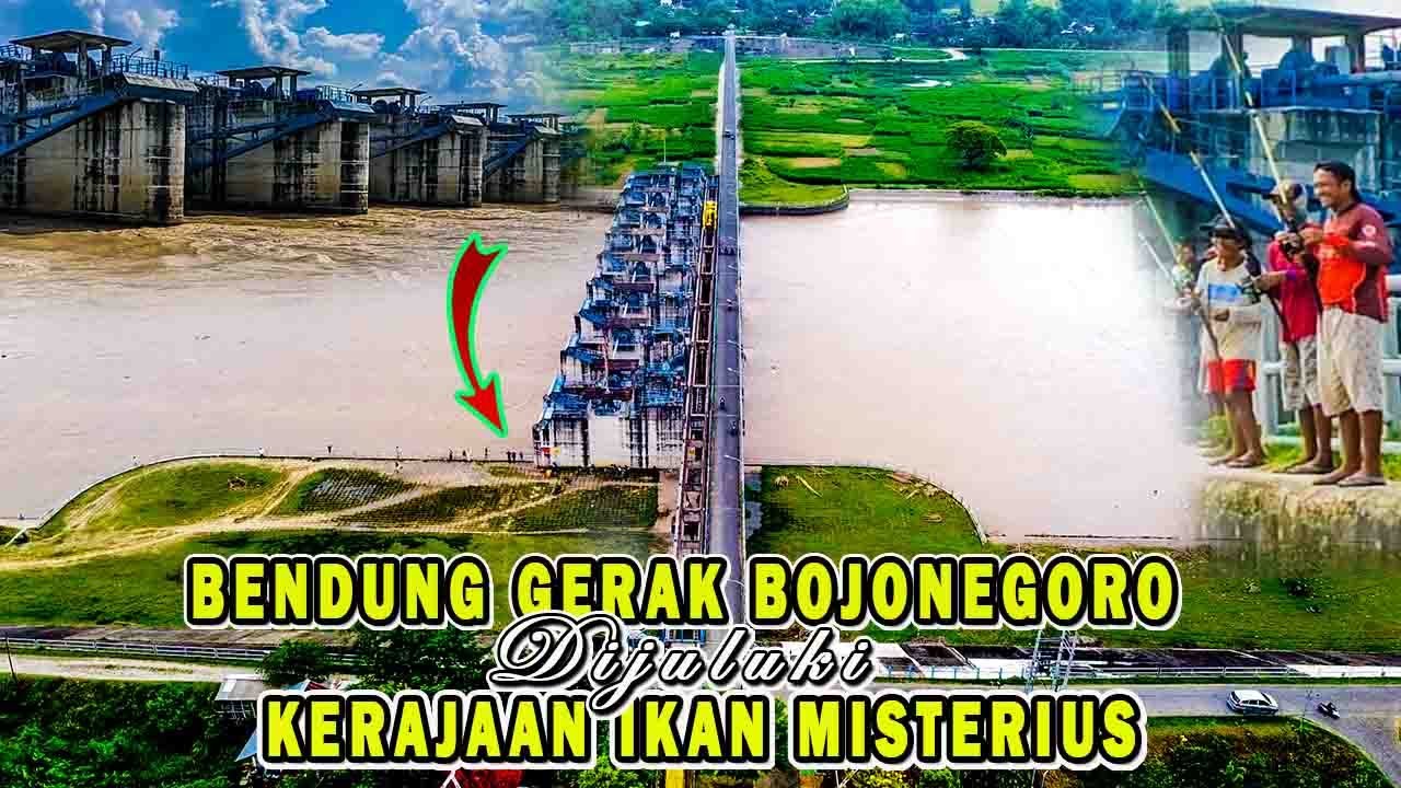 TEMPAT YANG LAGI VIRAL, PANTAUAN KETINGGIAN AIR DARI KERAJAAN IKAN TERBESAR BENDUNG GERAK BOJONEGORO