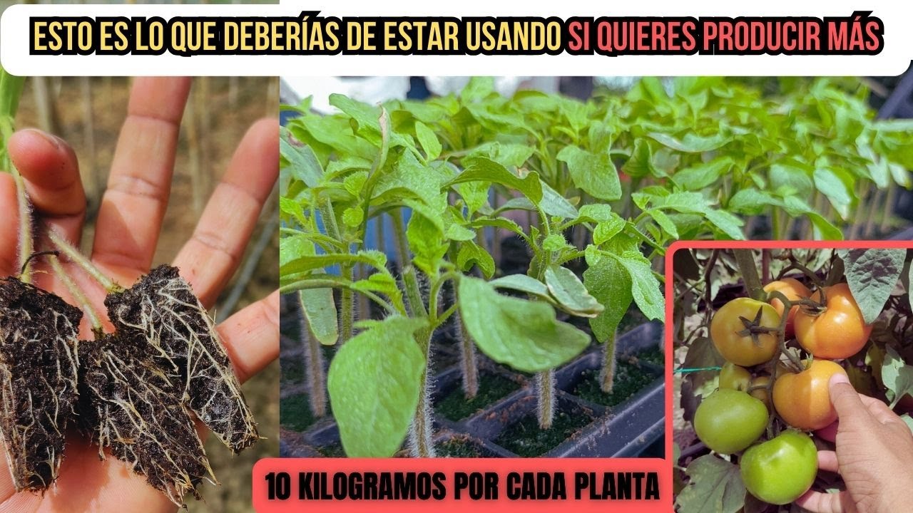 Mejor método para producir 167 toneladas de tomates por hectárea