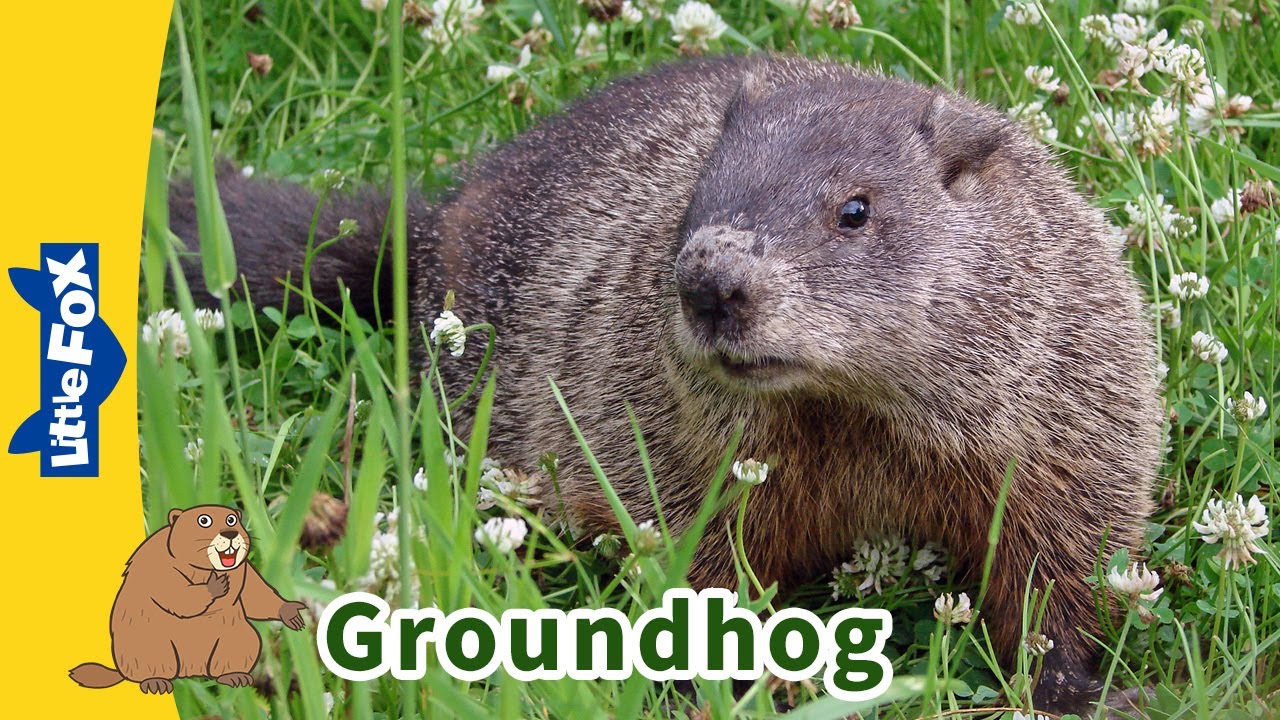 Meet the Animals | Groundhog🐿 | Rodents | Wildlife Animals | Groundhog Day| Kindergarten