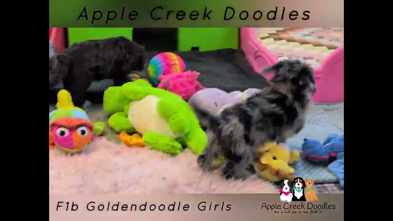 Dove & Mario's F1b Merle Goldendoodle Girls.