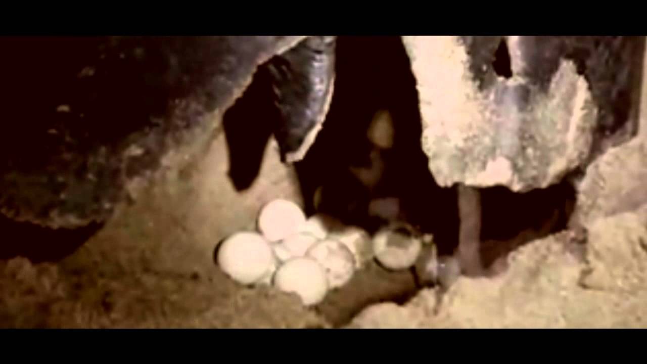 Turtle Conservation Promo - 1min
