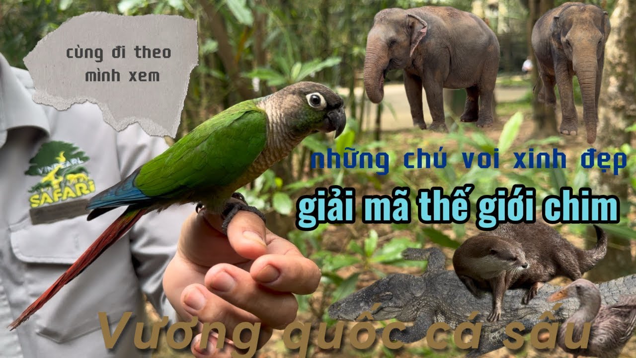  Safari Phú Quốc , ￼ vương quốc chim lớn nhất , và những loài thú săn mồi dễ thương đến Cute 