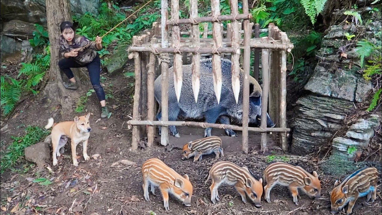 Unexpected discovery! Wild boars in a new area – urgent trap making begins, survival alone