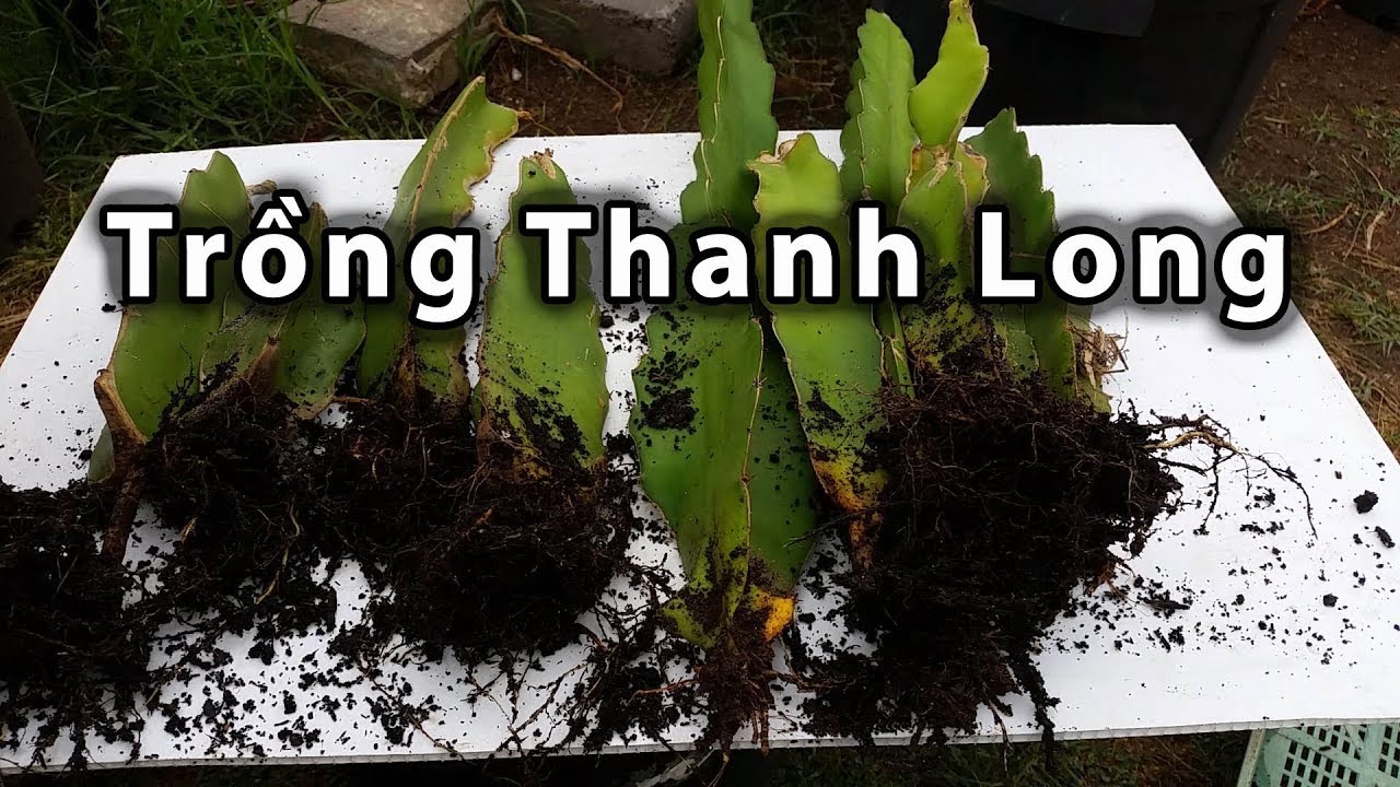 Trồng Thanh Long - toan trinh