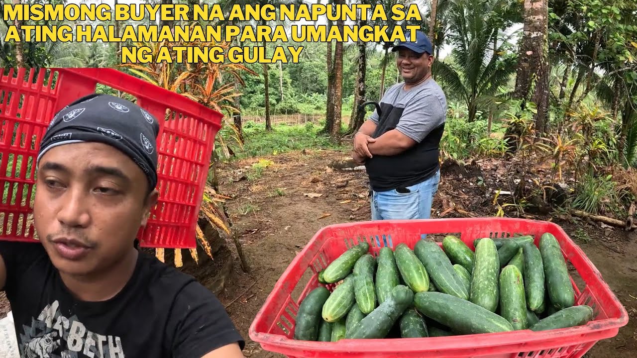 PINAKYAW ANG ATING GULAY FROM IMUS CAVITE SALAMAT PO SA INYONG LAHAT