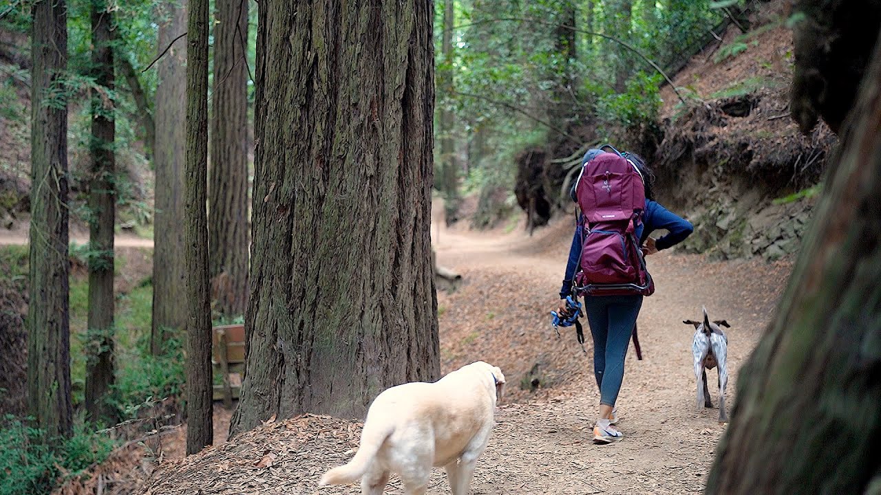 A Soothing Escape: A POV Hike in a Redwood Forest with Baby and Dogs