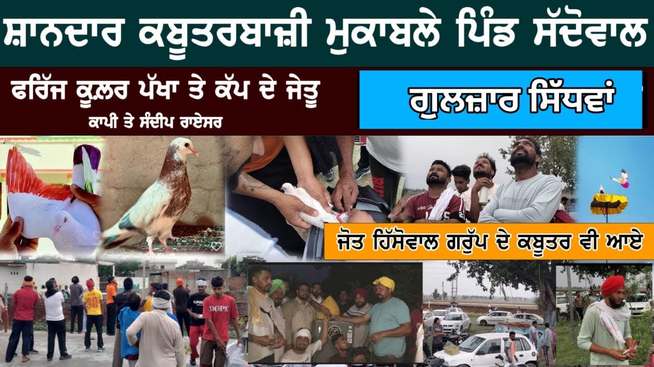 ਸ਼ਾਨਦਾਰ ਕਬੂਤਰਬਾਜੀ ਮੁਕਾਬਲਾ ਪਿੰਡ ਸੱਦੋਵਾਲ l Live Kabutarbazi Vlog l Manna Chak Wala