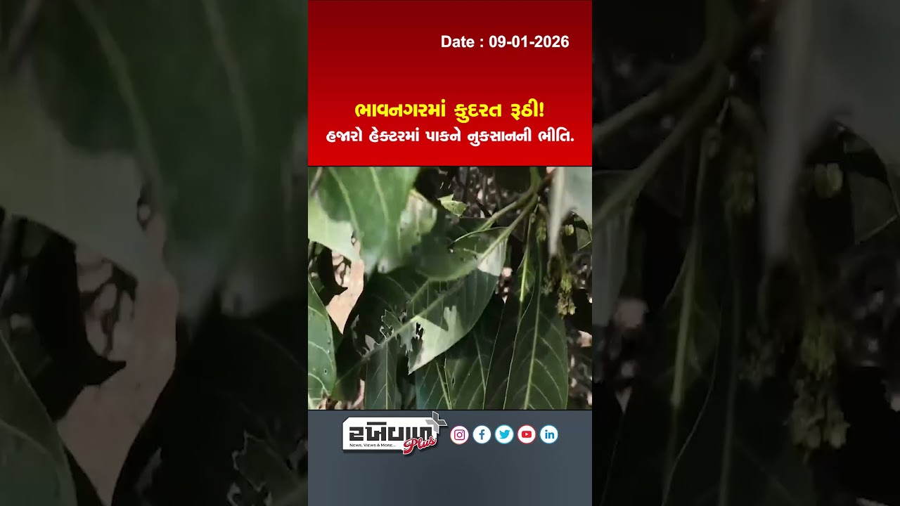 Nature has taken a turn for the worse in Bhavnagar! Fear of crop damage in thousands of hectares.