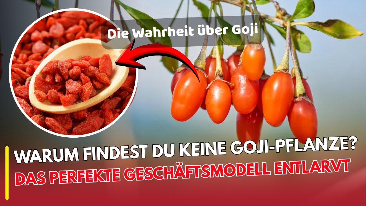 Die Frucht der ewigen Jugend: pflanzen, 50 Jahre ernten – warum kennt sie niemand? | EHRLICH ESSEN