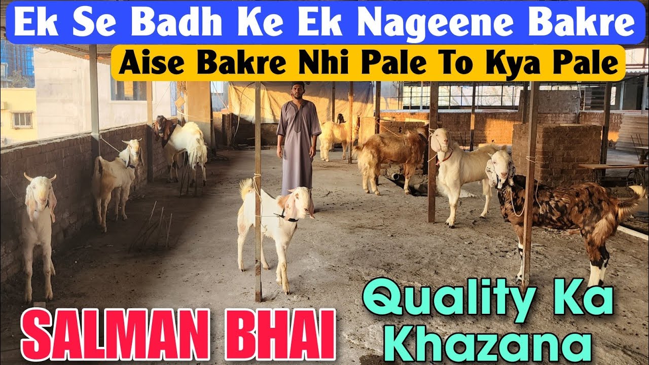 Ek Se Badh Ke Ek Nageene Bakre At SALMAN BHAI | Quality Andul Goat Ka Khazana In Kalyan 