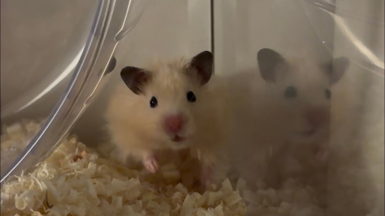 청포도