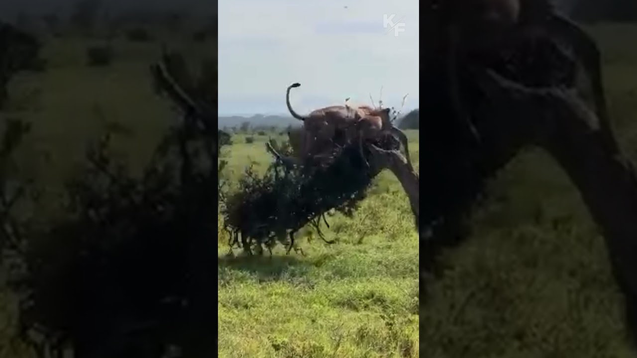 Львица и львята падают с дерева &ndash; шокирующий момент в природе