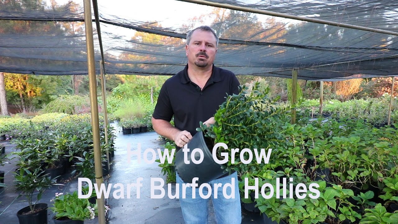 How to grow Dwarf Burford Holly with a detailed description