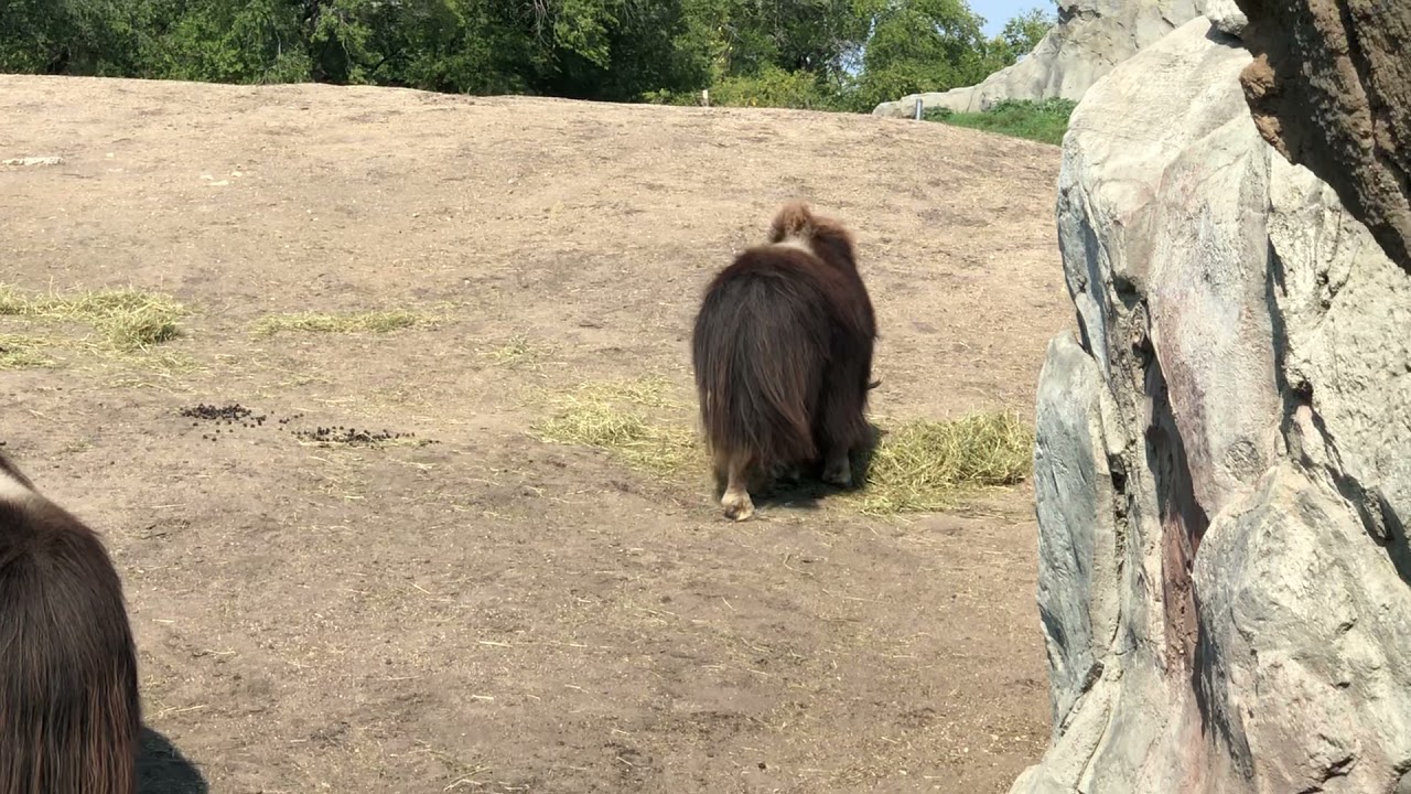 Bison animal at Assiniboine zoo in winnipeg Manitoba Canada