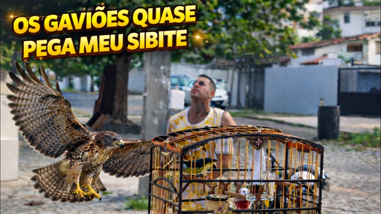 🔥 O GAVIÃO QUASE PEGA MEU SIBITE NA CAMPEADA! 🦅 ( Sibites e cia campeada)