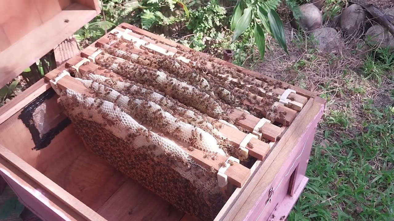 Tuyệt đỉnh ong mật ngoại