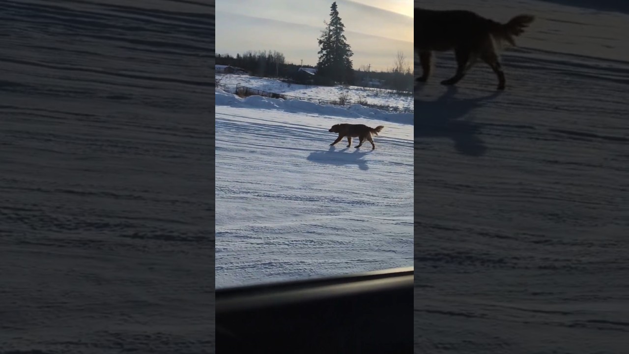 Street Dogs of Canada 🇨🇦 Vs Street Dogs of India 🇮🇳 #desidog #superdog #amazingdogs