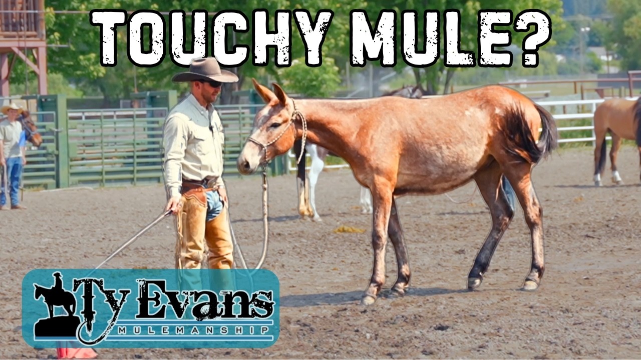 Teaching Your Mule to Self-Regulate & Build Confidence