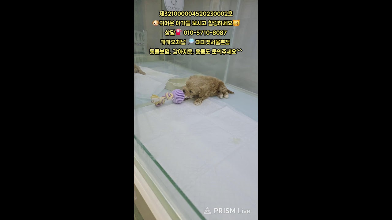 🐶퍼피캣서울본점😺 #퍼피캣  #강아지분양 #고양이 #고양이분양 #애견분양 #댕댕이 #라이브 #live