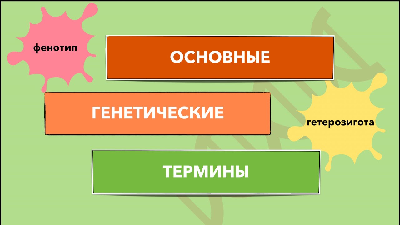 Гомозигота, гетерозигота, аллели, генотип, фенотип, моногибридное и дигибридное скрещивание.