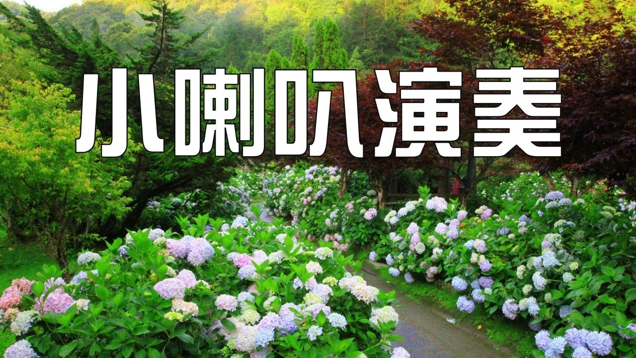 癡癡的等【小喇叭演奏】