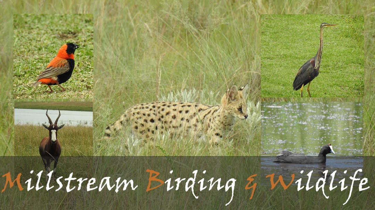 Dullstroom Birding & Game Viewing At Millstream Farm | Birds Of Dullstroom | Stories Of The Kruger