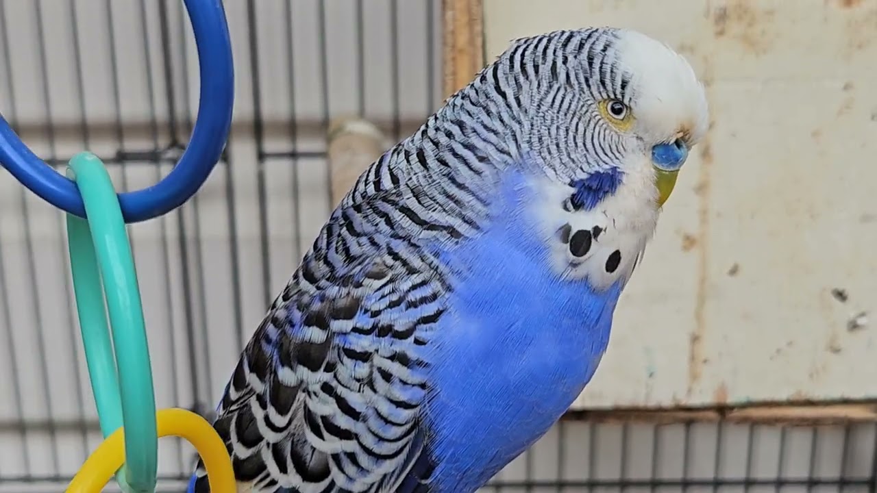 Affectionate and adorable budgies @YourBudgieBuddies