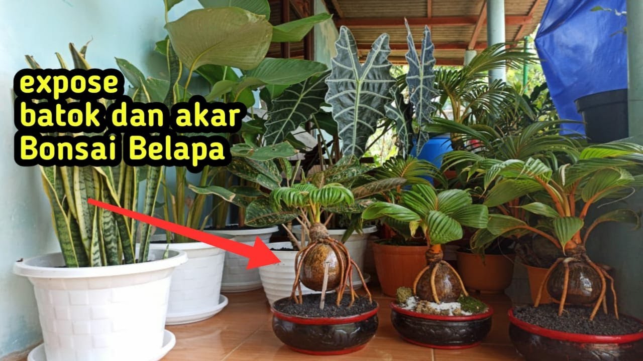 EXPOSE BATOK DAN AKAR BONSAI KELAPA
